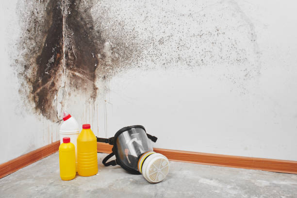 Best Commercial Mold Remediation in Kersey, CO