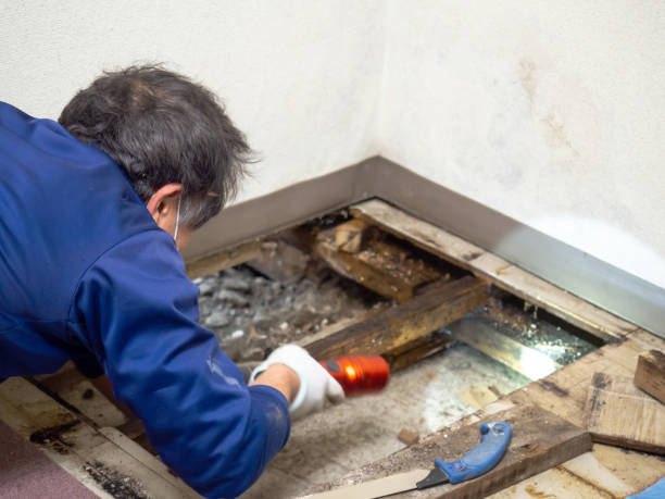 Best Attic Mold Remediation in Kersey, CO