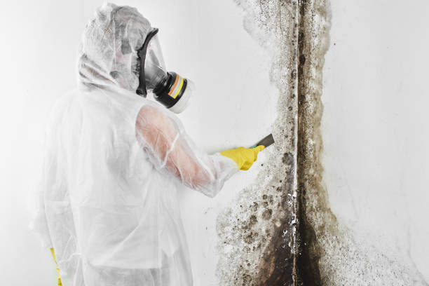 Best HVAC Mold Remediation in Kersey, CO