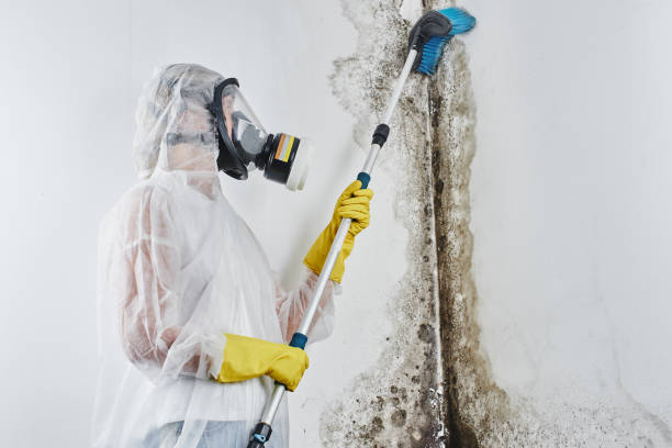 Best DIY Mold Remediation Support Services in Kersey, CO