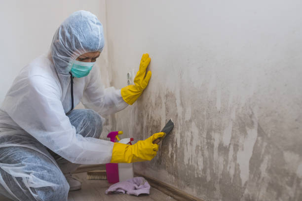 Best Industrial Mold Remediation in Kersey, CO