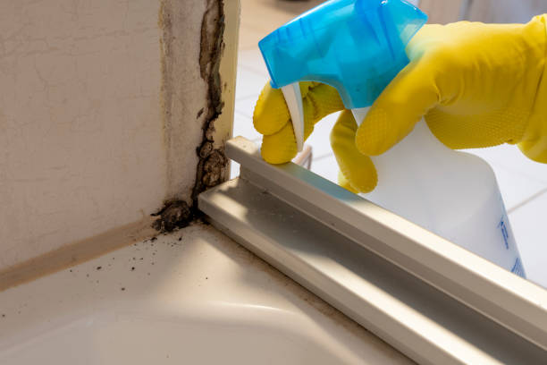 Best Emergency Mold Remediation in Kersey, CO