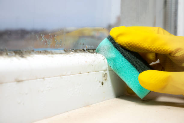 Best Residential Mold Remediation in Kersey, CO