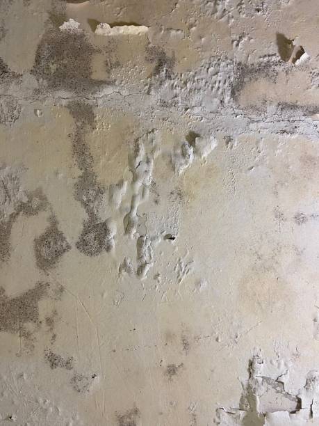 Best Basement Mold Remediation in Kersey, CO