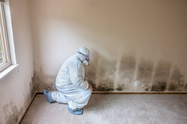 Best Residential Mold Remediation in Kersey, CO