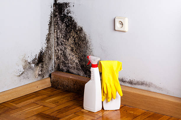 Best Basement Mold Remediation in Kersey, CO